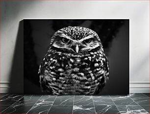 Πίνακας, Black and White Owl Ασπρόμαυρη Κουκουβάγια