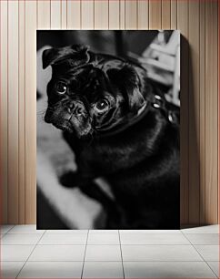 Πίνακας, Black and White Pug Μαύρο και άσπρο πατημασιά