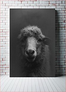 Πίνακας, Black and White Sheep Portrait Μαύρο και άσπρο πορτρέτο προβάτων