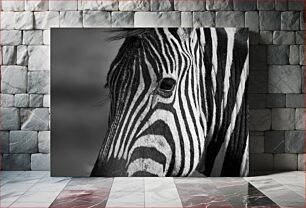 Πίνακας, Black and White Zebra Ασπρόμαυρη Ζέβρα