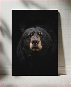 Πίνακας, Black Bear Portrait Πορτρέτο Μαύρης Άρκτου