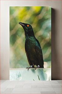 Πίνακας, Black Bird with Red Eyes in Nature Μαύρο πουλί με κόκκινα μάτια στη φύση