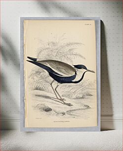 Πίνακας, Black-Bodied Lapwing, Plate 26 from Birds of Western Africa, William Home Lizars