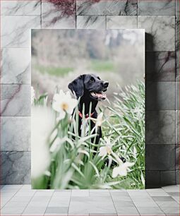 Πίνακας, Black Dog in a Field of Flowers Μαύρος σκύλος σε ένα χωράφι με λουλούδια