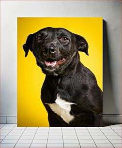 Πίνακας, Black Dog on Yellow Background Μαύρος σκύλος σε κίτρινο φόντο