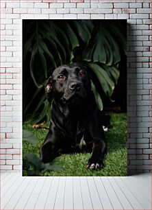 Πίνακας, Black Dog with Green Leaves Background Μαύρος σκύλος με φόντο πράσινα φύλλα