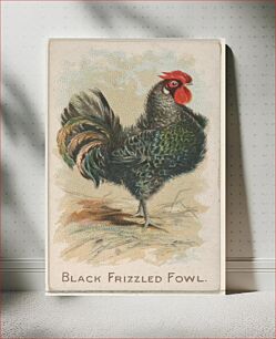 Πίνακας, Black Frizzled Fowl, from the Prize and Game Chickens series (N20) for Allen & Ginter Cigarettes
