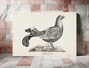 Πίνακας, Black grouse, male, from the incomplete series suomen lintuja (finnish birds), no. 1, 1827, 1827, Wilhelm von Wright