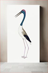 Πίνακας, Black-necked stork vintage illustration