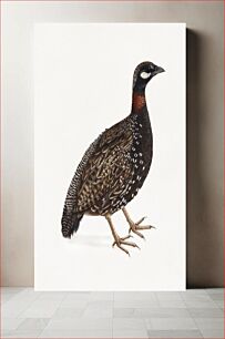 Πίνακας, Black partridge bird (1800) vintage Japanese painting