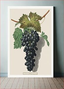 Πίνακας, Black Prince Grape (Cinsaut) (1809) by George Brookshaw