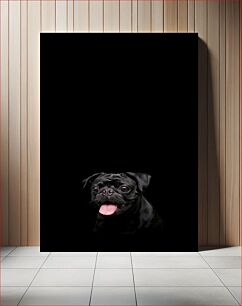 Πίνακας, Black Pug on Black Background Μαύρο πατημασιά σε μαύρο φόντο