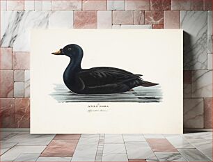 Πίνακας, Black scoter, male, 1828 - 1838, Magnus von Wright