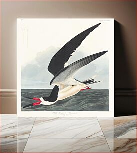 Πίνακας, Black Skimmer from Birds of America (1827) by John James Audubon, etched by William Home Lizars