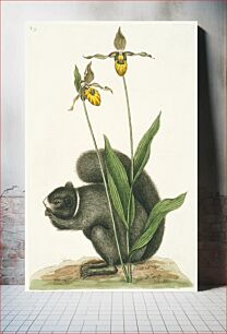 Πίνακας, Black Squirrel (1731–1743) in high resolution by Mark Catesby