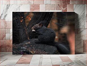 Πίνακας, Black Squirrel Eating Μαύρος σκίουρος που τρώει
