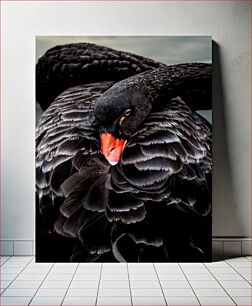 Πίνακας, Black Swan Close-Up Κοντινό πλάνο Black Swan