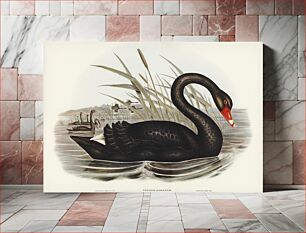 Πίνακας, Black Swan (Cygnus atratus) illustrated by Elizabeth Gould (1804–1841) for John Gould’s (1804-1881) Birds of Aust