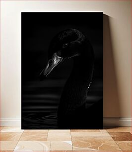 Πίνακας, Black Swan in Shadows Μαύρος Κύκνος στις Σκιές