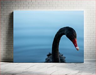 Πίνακας, Black Swan on Water Μαύρος Κύκνος στο νερό