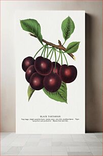Πίνακας, Black Tartarian cherry lithograph