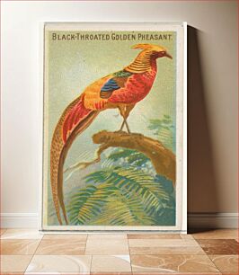 Πίνακας, Black-Throated Golden Pheasant, from the Birds of the Tropics series (N5) for Allen & Ginter Cigarettes Brands