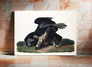 Πίνακας, Black Vulture, or Carrion Crow from Birds of America (1827) by John James Audubon, etched by William Home Lizars
