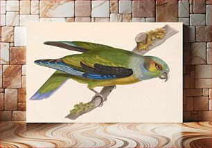 Πίνακας, Black-winged Parrot, Pionus melanotis Hapalopsittaca melanotis (1804-1878) by Marc Athanase Parfait Œillet Des Murs