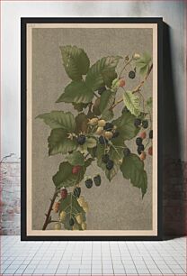 Πίνακας, Blackberries (1887) by L. Prang & Co