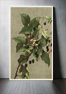 Πίνακας, Blackberries by Ellen Thayer Fisher