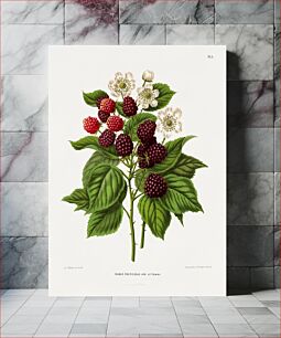 Πίνακας, Blackberry (Rubus Fruticosus Hyb Kittaniny) chromolithograph plates by Abraham Jacobus Wendel