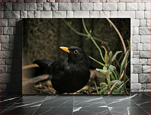Πίνακας, Blackbird in Natural Habitat Κοτσύφι σε φυσικό βιότοπο
