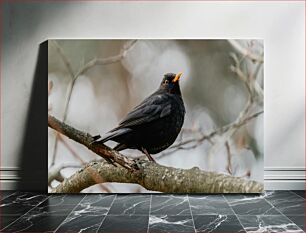 Πίνακας, Blackbird Perched on a Branch Κοτσύφι σκαρφαλωμένο σε ένα κλαδί
