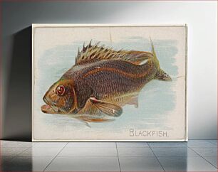 Πίνακας, Blackfish, from the Fish from American Waters series (N8) for Allen & Ginter Cigarettes Brands