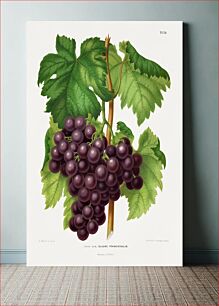 Πίνακας, Blauwe Frankenthaler (Grapes) chromolithograph plates by Abraham Jacobus Wendel