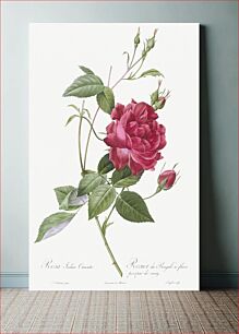 Πίνακας, Blood-Red Bengal Rose, Rosa indica cruneta from Les Roses (1817–1824) by Pierre-Joseph Redouté