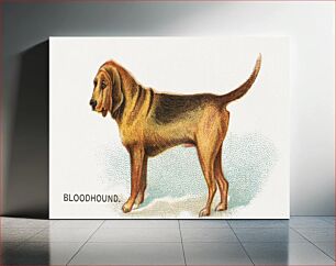 Πίνακας, Bloodhound, from the Dogs of the World series for Old Judge Cigarettes (1890), vintage pet animal illustration by Goodwin & Company