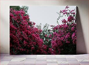 Πίνακας, Blooming Bougainvillea Ανθισμένη βουκαμβίλια