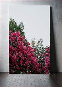 Πίνακας, Blooming Bougainvillea Ανθισμένη βουκαμβίλια