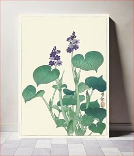 Πίνακας, Blooming hosta (1920 - 1930) by Ohara Koson (1877-1945)