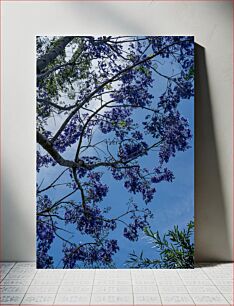 Πίνακας, Blooming Jacaranda Tree Ανθισμένη Jacaranda