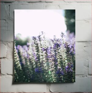 Πίνακας, Blooming Lavender Field Ανθισμένο Πεδίο Λεβάντας