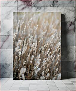 Πίνακας, Blooming Lavender in the Field Ανθισμένη λεβάντα στο χωράφι