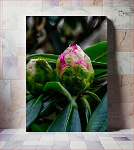 Πίνακας, Blooming Pink Bud Ανθισμένο Ροζ Μπουμπούκι