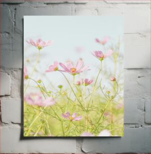 Πίνακας, Blooming Pink Cosmos Flowers Ανθισμένα ροζ λουλούδια του κόσμου