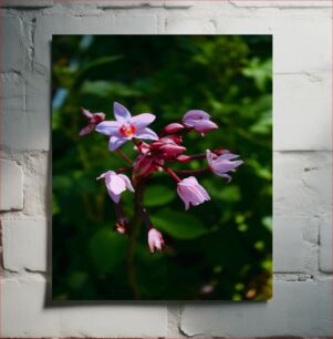 Πίνακας, Blooming Pink Flowers Ανθισμένα ροζ λουλούδια