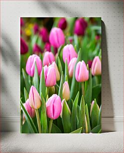 Πίνακας, Blooming Pink Tulips Ανθισμένες ροζ τουλίπες