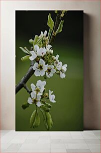 Πίνακας, Blossoming Branch Ανθισμένο Κλαδί