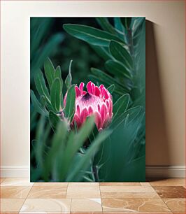 Πίνακας, Blossoming Protea in Foliage Ανθισμένη Πρωτέα στο Φύλλωμα