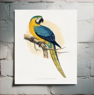 Πίνακας, Blue and Yellow Macaw (Ara ararauna) colored wood-engraved plate by Alexander Francis Lydon